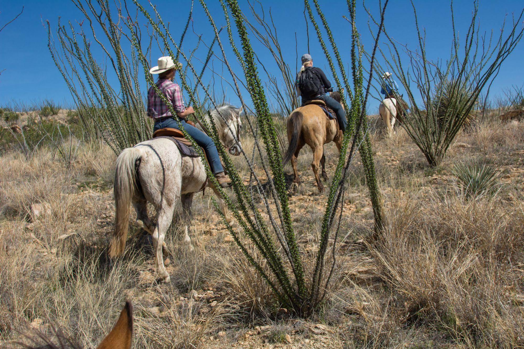 Готель Rancho De La Osa Guest Ranch Sasabe Екстер'єр фото
